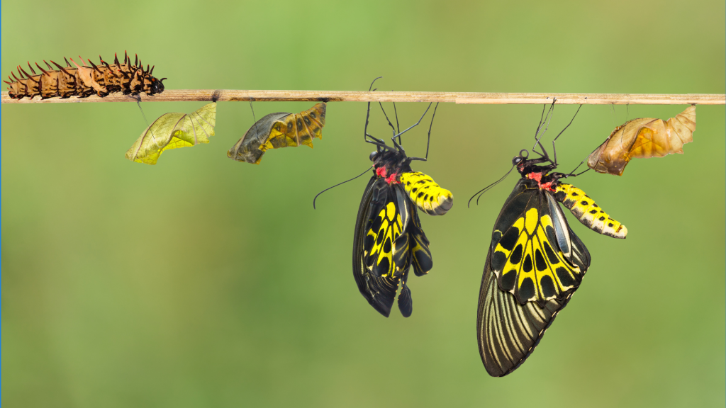 Illustration of butterfly metamorphosis symbolising growth and transformation.